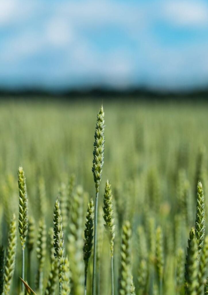 glycospot about page 793x1122px